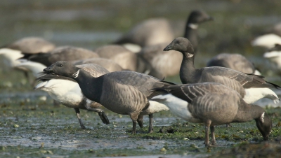 <i class='fa fa-user'></i>&nbsp;groenvogel57&nbsp;|   Rotgans&nbsp; <i class='fa fa-eye'>&nbsp;252</i> &nbsp; <i class='fa fa-comment-o'>&nbsp;1</i>