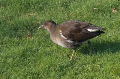 Bij ons in de straat leven al jaren waterhoentjes. Elk jaar komen er jongen en het is afwachten hoeveel er over blijven na de winter. Ik zag dit jong met een ouder foerageren.