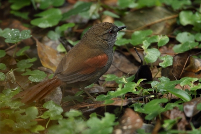 <i class='fa fa-user'></i>&nbsp;Martjan Lammertink&nbsp;|   Grijsbuikstekelstaart&nbsp; <i class='fa fa-eye'>&nbsp;236</i> &nbsp; <i class='fa fa-comment-o'>&nbsp;2</i>