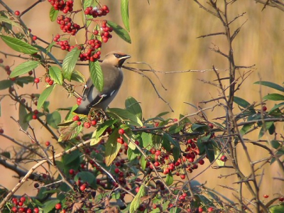 21 pestvogels werden waargenomen op de kooilaan in Leiden in de nabijheid van deze nog besdragende cotoneaster.