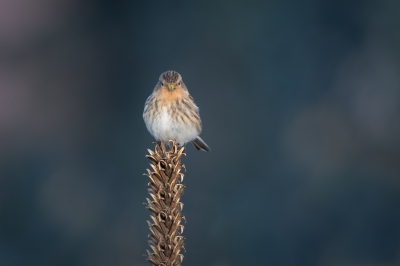 <i class='fa fa-user'></i>&nbsp;Hans Overduin&nbsp;|   Frater&nbsp; <i class='fa fa-eye'>&nbsp;356</i> &nbsp; <i class='fa fa-comment-o'>&nbsp;3</i>