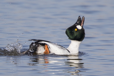 <i class='fa fa-user'></i>&nbsp;Peter Soer&nbsp;|   Brilduiker&nbsp; <i class='fa fa-eye'>&nbsp;581</i> &nbsp;<i class='fa fa-thumbs-up'>&nbsp;10</i> &nbsp; <i class='fa fa-comment-o'>&nbsp;14</i>