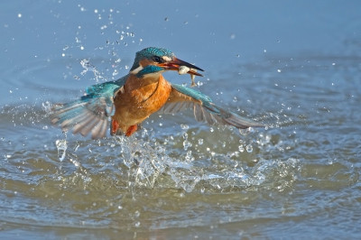 <i class='fa fa-user'></i>&nbsp;anevanrees&nbsp;|   IJsvogel&nbsp; <i class='fa fa-eye'>&nbsp;930</i> &nbsp;<i class='fa fa-thumbs-up'>&nbsp;27</i> &nbsp; <i class='fa fa-comment-o'>&nbsp;25</i>