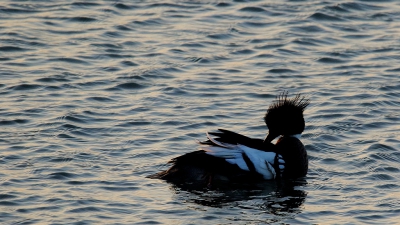 <i class='fa fa-user'></i>&nbsp;Rob Belterman&nbsp;|   Middelste Zaagbek&nbsp; <i class='fa fa-eye'>&nbsp;103</i> &nbsp; <i class='fa fa-comment-o'>&nbsp;8</i>