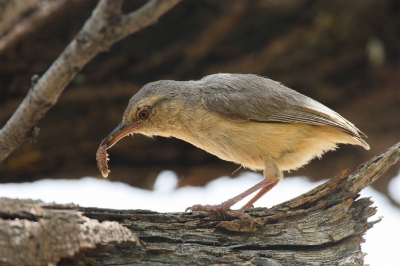 <i class='fa fa-user'></i>&nbsp;Kees de Jager&nbsp;|   Kaapse Krombek&nbsp; <i class='fa fa-eye'>&nbsp;296</i> &nbsp; <i class='fa fa-comment-o'>&nbsp;4</i>