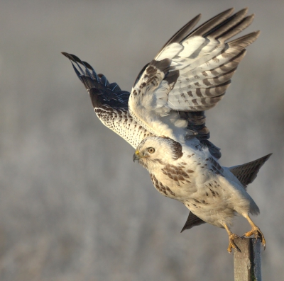 In de ochtend het was koud er was veel rijp op het gras in de achtergrond en geprobeerde van deze buizerd het moment van wegvliegen vast te leggen.
Dat duurde redelijk lang dus dan moet je niet even nog gauw je instellingen willen kijken want dan kan de vogel gevlogen zijn.