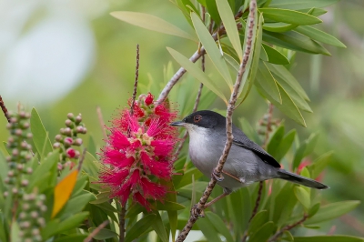 <i class='fa fa-user'></i>&nbsp;freekmeijer&nbsp;|   Kleine Zwartkop&nbsp; <i class='fa fa-eye'>&nbsp;411</i> &nbsp;<i class='fa fa-thumbs-up'>&nbsp;2</i> &nbsp; <i class='fa fa-comment-o'>&nbsp;6</i>