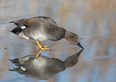 <i class='fa fa-user'></i>&nbsp;vogeljan&nbsp;|   Krakeend&nbsp; <i class='fa fa-eye'>&nbsp;394</i> &nbsp;<i class='fa fa-thumbs-up'>&nbsp;2</i> &nbsp; <i class='fa fa-comment-o'>&nbsp;15</i>