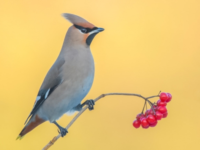 Als je al een week of vier de Pestvogel rond je huis hebt vliegen kan je ook eens wat experimenteren met de juiste achtergrondjes en mooi vrij op een takje......