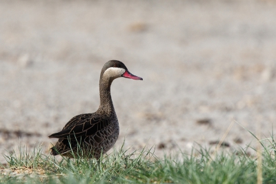 <i class='fa fa-user'></i>&nbsp;Kees de Jager&nbsp;|   Roodsnavelpijlstaart&nbsp; <i class='fa fa-eye'>&nbsp;300</i> &nbsp; <i class='fa fa-comment-o'>&nbsp;1</i>