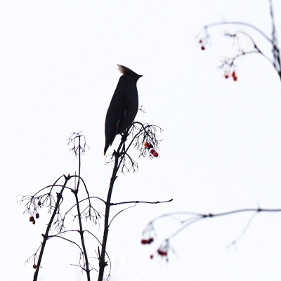 <i class='fa fa-user'></i>&nbsp;corvanspijk&nbsp;|   Pestvogel&nbsp; <i class='fa fa-eye'>&nbsp;134</i> &nbsp;<i class='fa fa-thumbs-up'>&nbsp;1</i> &nbsp; <i class='fa fa-comment-o'>&nbsp;10</i>