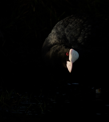 <i class='fa fa-user'></i>&nbsp;Henri Aantjes&nbsp;|   Meerkoet&nbsp; <i class='fa fa-eye'>&nbsp;442</i> &nbsp;<i class='fa fa-thumbs-up'>&nbsp;12</i> &nbsp; <i class='fa fa-comment-o'>&nbsp;11</i>