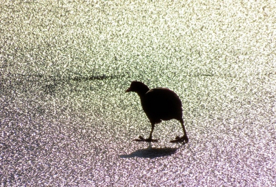 <i class='fa fa-user'></i>&nbsp;sieb&nbsp;|   Meerkoet&nbsp; <i class='fa fa-eye'>&nbsp;170</i> &nbsp;<i class='fa fa-thumbs-up'>&nbsp;6</i> &nbsp; <i class='fa fa-comment-o'>&nbsp;12</i>