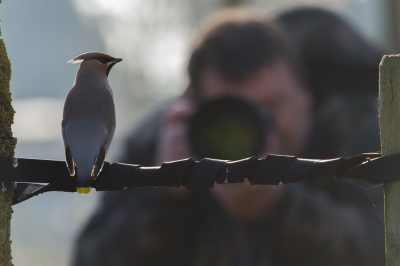 <i class='fa fa-user'></i>&nbsp;Van de Velde Frank&nbsp;|   Pestvogel&nbsp; <i class='fa fa-eye'>&nbsp;700</i> &nbsp;<i class='fa fa-thumbs-up'>&nbsp;2</i> &nbsp; <i class='fa fa-comment-o'>&nbsp;9</i>
