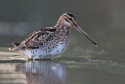 <i class='fa fa-user'></i>&nbsp;Luc Meert&nbsp;|   Watersnip&nbsp; <i class='fa fa-eye'>&nbsp;467</i> &nbsp;<i class='fa fa-thumbs-up'>&nbsp;7</i> &nbsp; <i class='fa fa-comment-o'>&nbsp;10</i>