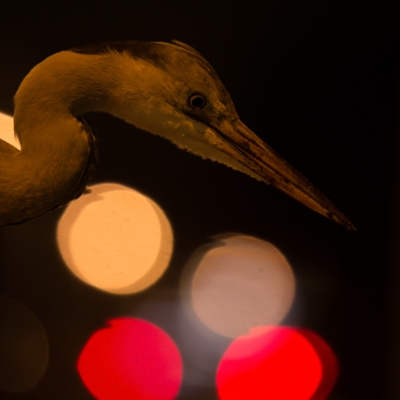 <i class='fa fa-user'></i>&nbsp;Peter Stam&nbsp;|   Blauwe Reiger&nbsp; <i class='fa fa-eye'>&nbsp;479</i> &nbsp;<i class='fa fa-thumbs-up'>&nbsp;5</i> &nbsp; <i class='fa fa-comment-o'>&nbsp;6</i>