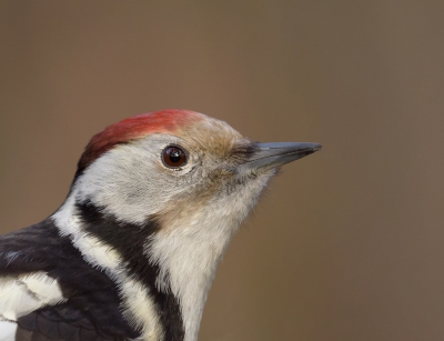 <i class='fa fa-user'></i>&nbsp;Henk Laverman&nbsp;|   Middelste Bonte Specht&nbsp; <i class='fa fa-eye'>&nbsp;407</i> &nbsp;<i class='fa fa-thumbs-up'>&nbsp;5</i> &nbsp; <i class='fa fa-comment-o'>&nbsp;13</i>