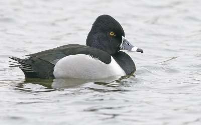 <i class='fa fa-user'></i>&nbsp;Jakob Keun&nbsp;|   Ringsnaveleend&nbsp; <i class='fa fa-eye'>&nbsp;635</i> &nbsp;<i class='fa fa-thumbs-up'>&nbsp;2</i> &nbsp; <i class='fa fa-comment-o'>&nbsp;3</i>