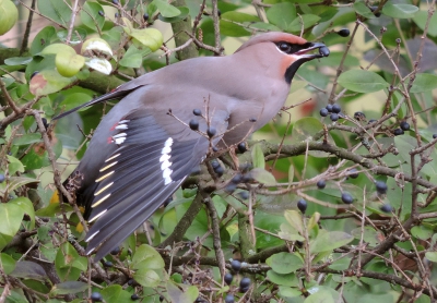 Er zitten 15 Pestvogels bij de parkeerplaats bij de Aldi. Ze doen zich tegoed aan de ligusterbessen die nog volop aan de struiken zitten.
De Aldi klanten waren nieuwsgierig wat die fotografen daar deden en wat voor vogels dat waren.