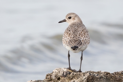 <i class='fa fa-user'></i>&nbsp;pjvantuil&nbsp;|   Zilverplevier&nbsp; <i class='fa fa-eye'>&nbsp;312</i> &nbsp;<i class='fa fa-thumbs-up'>&nbsp;1</i> &nbsp; <i class='fa fa-comment-o'>&nbsp;6</i>