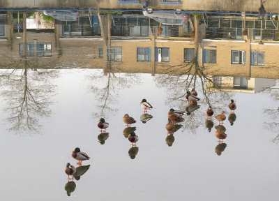 <i class='fa fa-user'></i>&nbsp;sieb&nbsp;|   Wilde Eend&nbsp; <i class='fa fa-eye'>&nbsp;623</i> &nbsp;<i class='fa fa-thumbs-up'>&nbsp;11</i> &nbsp; <i class='fa fa-comment-o'>&nbsp;19</i>