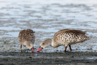 <i class='fa fa-user'></i>&nbsp;Kees de Jager&nbsp;|   Kaapse Taling&nbsp; <i class='fa fa-eye'>&nbsp;311</i> &nbsp;<i class='fa fa-thumbs-up'>&nbsp;1</i> &nbsp; <i class='fa fa-comment-o'>&nbsp;5</i>