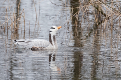 Vanmorgen een rondje gereden en bij een groep Grote Canadese ganzen trof ik deze Indische gans. Het was niet bepaald zonnig, maar grauw weer. Een soort die je niet alle dagen tegen komt.