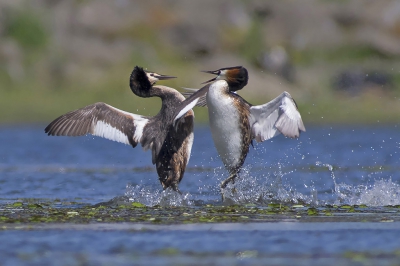 Great Crested Grebe - fighting for territory. Two pairs of divers fight for a nesting site - males fight and the stronger chase weaker.