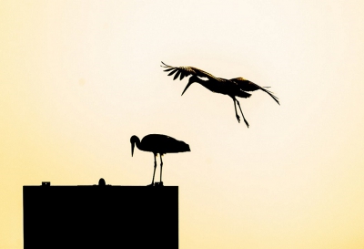 <i class='fa fa-user'></i>&nbsp;Claes Touber&nbsp;|   Ooievaar&nbsp; <i class='fa fa-eye'>&nbsp;152</i> &nbsp; <i class='fa fa-comment-o'>&nbsp;10</i>