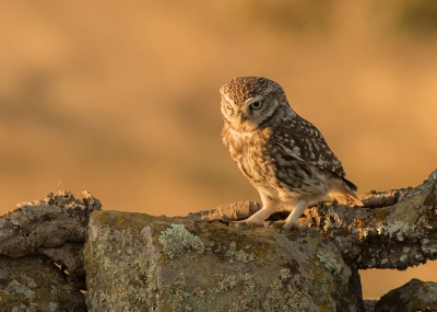 <i class='fa fa-user'></i>&nbsp;Marie-Jos� Boon&nbsp;|   Steenuil&nbsp; <i class='fa fa-eye'>&nbsp;500</i> &nbsp;<i class='fa fa-thumbs-up'>&nbsp;9</i> &nbsp; <i class='fa fa-comment-o'>&nbsp;20</i>