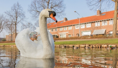 <i class='fa fa-user'></i>&nbsp;Henri Aantjes&nbsp;|   Knobbelzwaan&nbsp; <i class='fa fa-eye'>&nbsp;437</i> &nbsp;<i class='fa fa-thumbs-up'>&nbsp;1</i> &nbsp; <i class='fa fa-comment-o'>&nbsp;8</i>