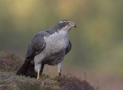 <i class='fa fa-user'></i>&nbsp;Henk Laverman&nbsp;|   Havik&nbsp; <i class='fa fa-eye'>&nbsp;737</i> &nbsp;<i class='fa fa-thumbs-up'>&nbsp;16</i> &nbsp; <i class='fa fa-comment-o'>&nbsp;17</i>