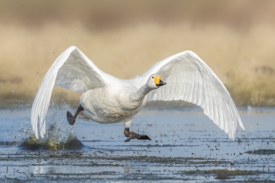 <i class='fa fa-user'></i>&nbsp;ep&nbsp;|   Wilde Zwaan&nbsp; <i class='fa fa-eye'>&nbsp;637</i> &nbsp;<i class='fa fa-thumbs-up'>&nbsp;18</i> &nbsp; <i class='fa fa-comment-o'>&nbsp;20</i>