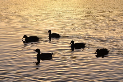 <i class='fa fa-user'></i>&nbsp;MarianSchellekens&nbsp;|   Wilde Eend&nbsp; <i class='fa fa-eye'>&nbsp;110</i> &nbsp; <i class='fa fa-comment-o'>&nbsp;9</i>