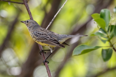 <i class='fa fa-user'></i>&nbsp;Louis56&nbsp;|   Kirtlands Zanger&nbsp; <i class='fa fa-eye'>&nbsp;252</i> &nbsp; <i class='fa fa-comment-o'>&nbsp;6</i>