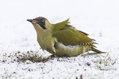 Groene specht op zoek naar eten onder de sneeuw. Contrast groen/wit en de wind onder veren maakt de foto voor mij interessant.