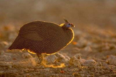 <i class='fa fa-user'></i>&nbsp;erik1966&nbsp;|   Helmparelhoen&nbsp; <i class='fa fa-eye'>&nbsp;318</i> &nbsp;<i class='fa fa-thumbs-up'>&nbsp;5</i> &nbsp; <i class='fa fa-comment-o'>&nbsp;13</i>