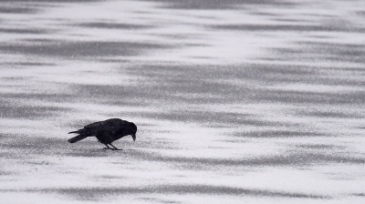 <i class='fa fa-user'></i>&nbsp;Gerard Visser&nbsp;|   Zwarte Kraai&nbsp; <i class='fa fa-eye'>&nbsp;145</i> &nbsp;<i class='fa fa-thumbs-up'>&nbsp;4</i> &nbsp; <i class='fa fa-comment-o'>&nbsp;11</i>