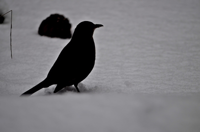 <i class='fa fa-user'></i>&nbsp;RTL&nbsp;|   Merel&nbsp; <i class='fa fa-eye'>&nbsp;131</i> &nbsp; <i class='fa fa-comment-o'>&nbsp;9</i>