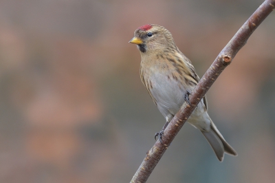 <i class='fa fa-user'></i>&nbsp;Johan G&nbsp;|   Kleine Barmsijs&nbsp; <i class='fa fa-eye'>&nbsp;383</i> &nbsp;<i class='fa fa-thumbs-up'>&nbsp;7</i> &nbsp; <i class='fa fa-comment-o'>&nbsp;10</i>