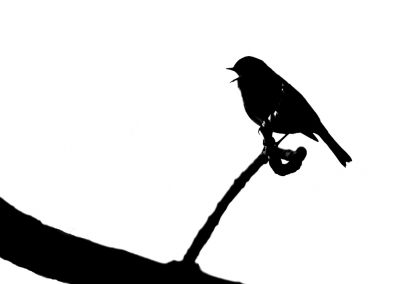 <i class='fa fa-user'></i>&nbsp;hansgans&nbsp;|   Roodborst&nbsp; <i class='fa fa-eye'>&nbsp;123</i> &nbsp;<i class='fa fa-thumbs-up'>&nbsp;1</i> &nbsp; <i class='fa fa-comment-o'>&nbsp;12</i>