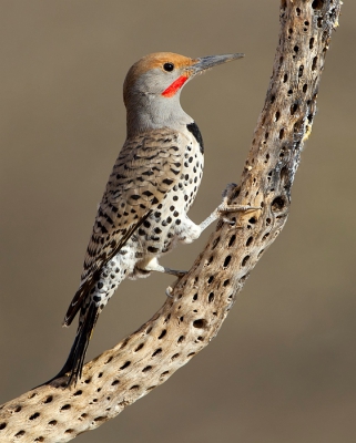 <i class='fa fa-user'></i>&nbsp;dennisstronks&nbsp;|   Californische Grondspecht&nbsp; <i class='fa fa-eye'>&nbsp;621</i> &nbsp;<i class='fa fa-thumbs-up'>&nbsp;14</i> &nbsp; <i class='fa fa-comment-o'>&nbsp;18</i>