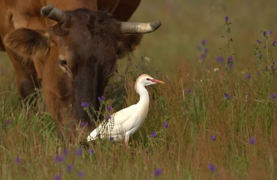 De koereigers bleven dicht in de buurt van de koeien om de opgejaagde insecten, muizen, kikkers enz. te kunnen verschalken en tegen schemertijd vlogen er grote groepen over op weg naar de overnachtingplek.
De opname is gemaakt in de omgeving van Castelo de Vide in de Alentejo tegen de Spaanse grens ter hoogte van de Extramadura.