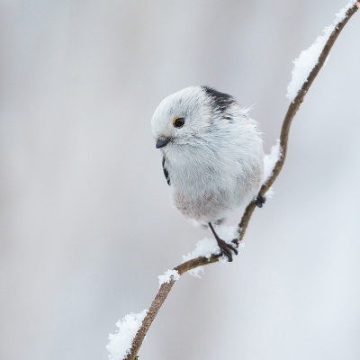 <i class='fa fa-user'></i>&nbsp;Annie Keizer&nbsp;|   Staartmees&nbsp; <i class='fa fa-eye'>&nbsp;547</i> &nbsp;<i class='fa fa-thumbs-up'>&nbsp;14</i> &nbsp; <i class='fa fa-comment-o'>&nbsp;28</i>