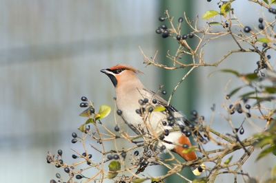 Als er binnen 30 seconde van jouw huis Pestvogels zitten, moet je wel gaan kijken. Op het veldje waar ik altijd heb gevoetbald, scoorde ik nu de Pestvogels. Dicht bij huis heeft ook nadelen. Langslopende honden en hordes fotografen doen ze niks, maar vrienden op scooters die stoppen is net teveel. Heerlijke jeugdherinnering, enige andere keer dat ik Pestvogels zag was 100m verder op meer dan 15 jaar geleden..

Dit is de eerste die ik wil delen.