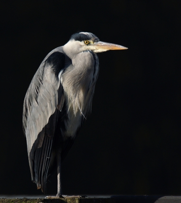 de reiger zat lekker in de zon tegen de donkere achtergrond van bomen. Wat extra onderbelicht om een mooi stilleven te krijgen.
