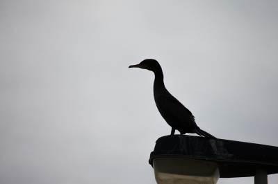 <i class='fa fa-user'></i>&nbsp;birdman&nbsp;|   Aalscholver&nbsp; <i class='fa fa-eye'>&nbsp;113</i> &nbsp; <i class='fa fa-comment-o'>&nbsp;9</i>