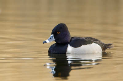 <i class='fa fa-user'></i>&nbsp;jewe&nbsp;|   Ringsnaveleend&nbsp; <i class='fa fa-eye'>&nbsp;619</i> &nbsp;<i class='fa fa-thumbs-up'>&nbsp;2</i> &nbsp; <i class='fa fa-comment-o'>&nbsp;3</i>