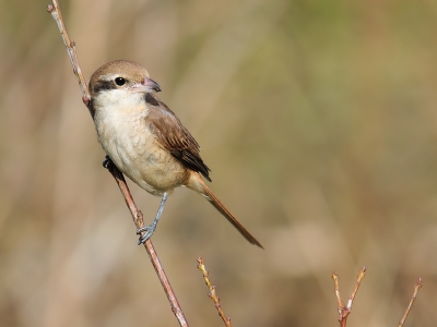 <i class='fa fa-user'></i>&nbsp;josephine&nbsp;|   Bruine Klauwier&nbsp; <i class='fa fa-eye'>&nbsp;859</i> &nbsp;<i class='fa fa-thumbs-up'>&nbsp;11</i> &nbsp; <i class='fa fa-comment-o'>&nbsp;20</i>