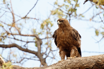 <i class='fa fa-user'></i>&nbsp;Kees de Jager&nbsp;|   Wahlbergs Arend&nbsp; <i class='fa fa-eye'>&nbsp;504</i> &nbsp;<i class='fa fa-thumbs-up'>&nbsp;2</i> &nbsp; <i class='fa fa-comment-o'>&nbsp;5</i>